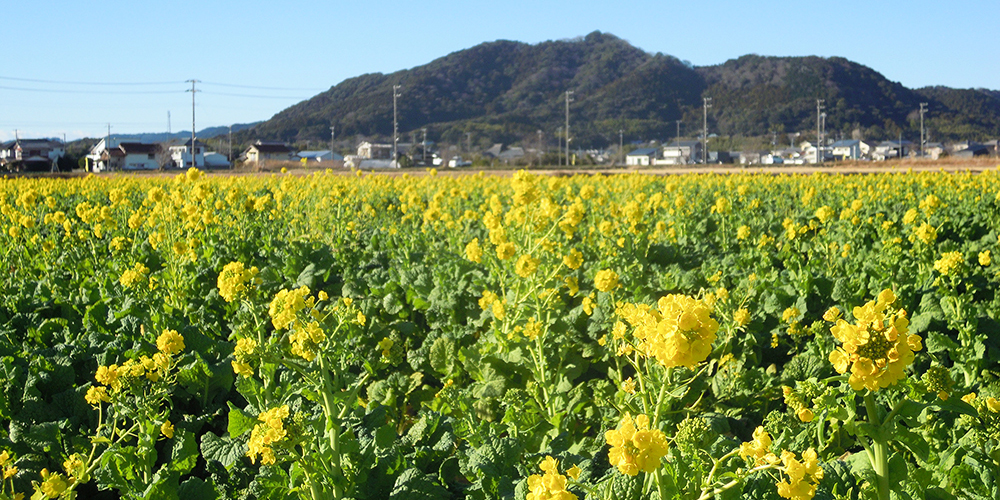 菜な畑ロード◇1万坪の敷地いっぱいに咲く菜の花畑 | カモ旅 Kamotabi